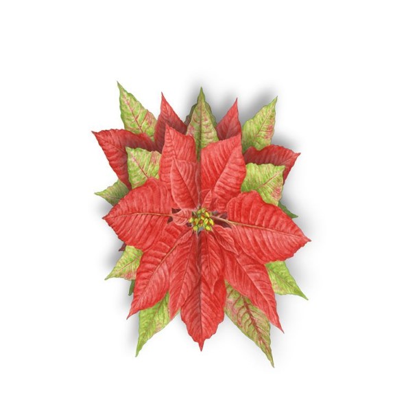 Poinsettia 3d Lang Christmas Cards_1 Poinsettia 3d Lang Christmas Cards_1